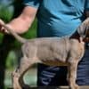 Cane Corso puppies photo 6