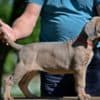 Cane Corso puppies photo 7