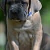 Cane Corso puppies photo 8