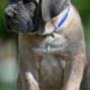 Cane Corso puppies photo 9