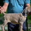 Cane Corso puppies photo 10