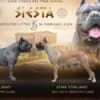 Cane Corso puppies photo 11