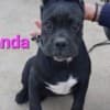 Cane Corso puppies photo 1