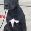 Cane Corso puppies photo 2