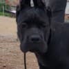 Cane Corso puppies photo 4