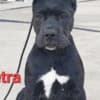 Cane Corso puppies photo 5