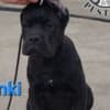 Cane Corso puppies photo 6