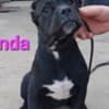 Cane Corso puppies photo 7