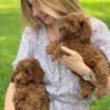 Maltipoo Puppies READY TO GO NOW photo 3