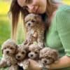 Maltipoo Puppies READY TO GO NOW photo 4