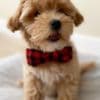 MALE and FEMALE TOY POODLE PUPPIES photo 1