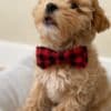 MALE and FEMALE TOY POODLE PUPPIES photo 2