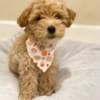 MALE and FEMALE TOY POODLE PUPPIES photo 3