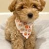 MALE and FEMALE TOY POODLE PUPPIES photo 4