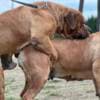 South African Mastiff - Boerboel puppies photo 2