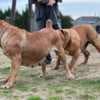 South African Mastiff - Boerboel puppies photo 4