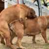 South African Mastiff - Boerboel puppies photo 5
