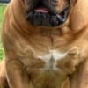 South African Mastiff - Boerboel puppies photo 6