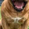 South African Mastiff - Boerboel puppies photo 7