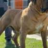 South African Mastiff - Boerboel puppies photo 8