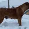 South African Mastiff - Boerboel puppies photo 9