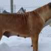 South African Mastiff - Boerboel puppies photo 10