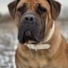 South African Mastiff - Boerboel puppies photo 12