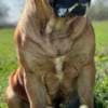 South African Mastiff - Boerboel puppies photo 14
