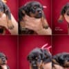 Doberman puppies photo 1