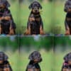 Doberman puppies photo 2