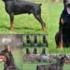 Doberman puppies photo 3