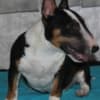 Miniature Bull Terrier puppies photo 1