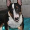 Miniature Bull Terrier puppies photo 2
