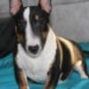 Miniature Bull Terrier puppies photo 3
