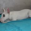 Miniature Bull Terrier puppies photo 5