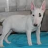 Miniature Bull Terrier puppies photo 6