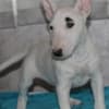 Miniature Bull Terrier puppies photo 7