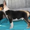 Miniature Bull Terrier puppies photo 8
