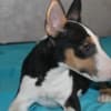 Miniature Bull Terrier puppies photo 9