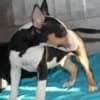 Miniature Bull Terrier puppies photo 10