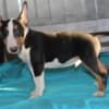 Miniature Bull Terrier puppies photo 11