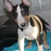 Miniature Bull Terrier puppies photo 12