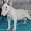 Miniature Bull Terrier puppies photo 13