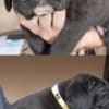 Cane Corso puppies photo 1