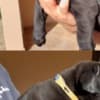 Cane Corso puppies photo 2