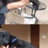 Cane Corso puppies photo 3