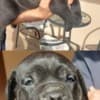 Cane Corso puppies photo 4