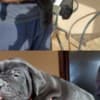 Cane Corso puppies photo 5