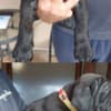 Cane Corso puppies photo 6