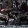 Cane Corso puppies photo 8